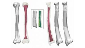 The bone fragments were previously believed to be among the oldest human fossils discovered in Japan.